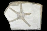 Wide, Jurassic Brittle Star (Palaeocoma) Fossil - Whitby, England #177065-1